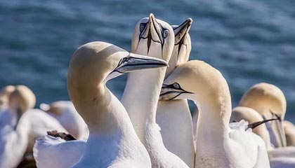 U23男足亚洲杯即将启幕 中国队能否创造历史?